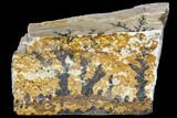 Dendrites On Limestone - Utah #150464-2